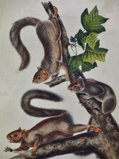 Migratory Squirrel: An Original 19th Century Hand-colored Lithograph by Audubon