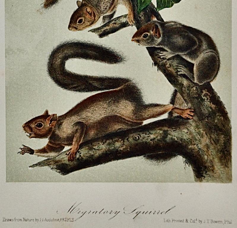 Écureuil migrateur : une lithographie originale du 19e siècle colorée à la main par Audubon - Naturalisme Print par John James Audubon