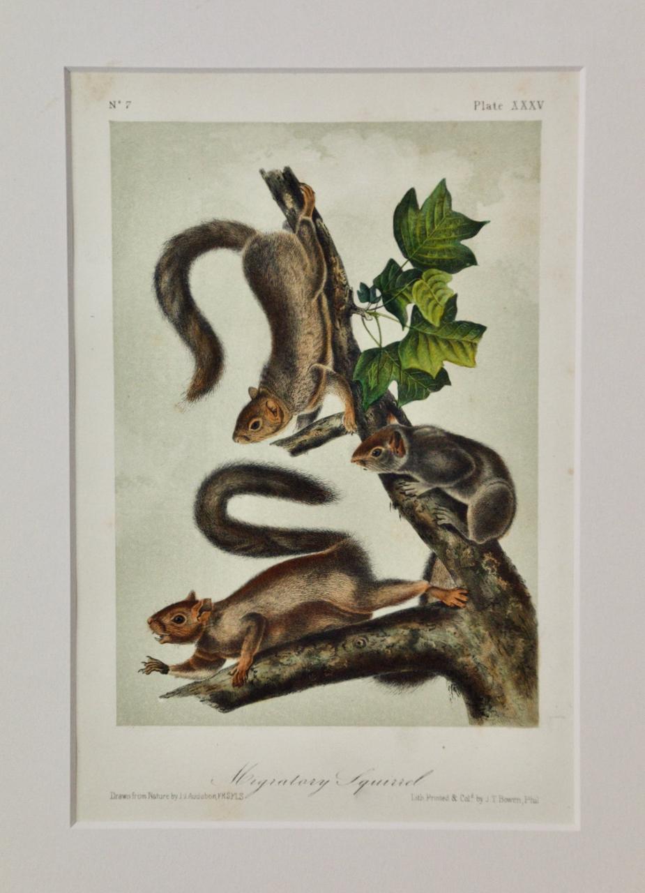 Écureuil migrateur : une lithographie originale du 19e siècle colorée à la main par Audubon - Beige Animal Print par John James Audubon