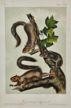Migratory Squirrel: An Original 19th Century Hand-colored Lithograph by Audubon