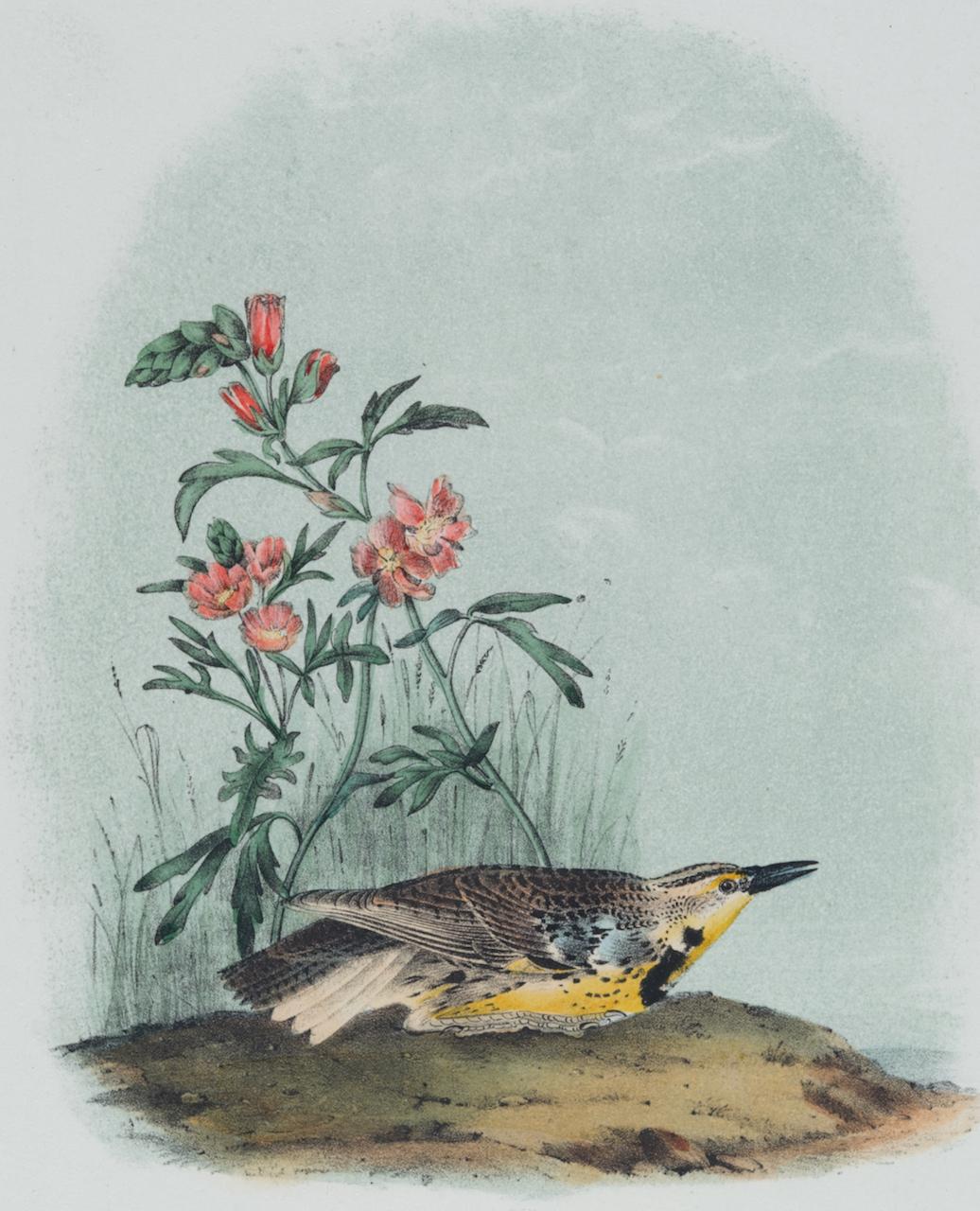 Missouri Meadow Lark: An Original 19th C. Audubon Hand-colored Bird Lithograph  - Print by John James Audubon