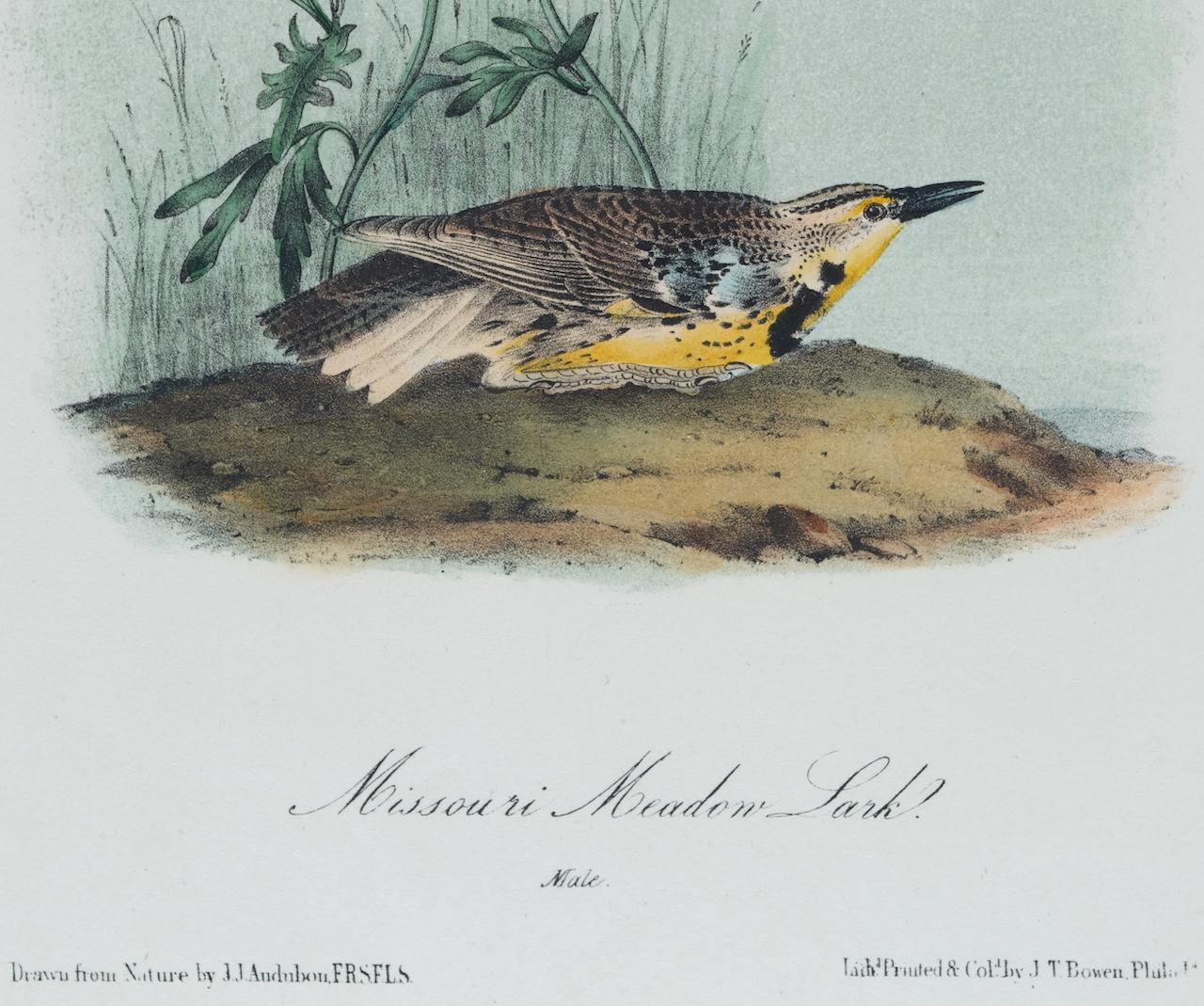 Lark Missouri Meadow Lark : une lithographie originale d'oiseau Audubon du 19e siècle colorée à la main  - Naturalisme Print par John James Audubon