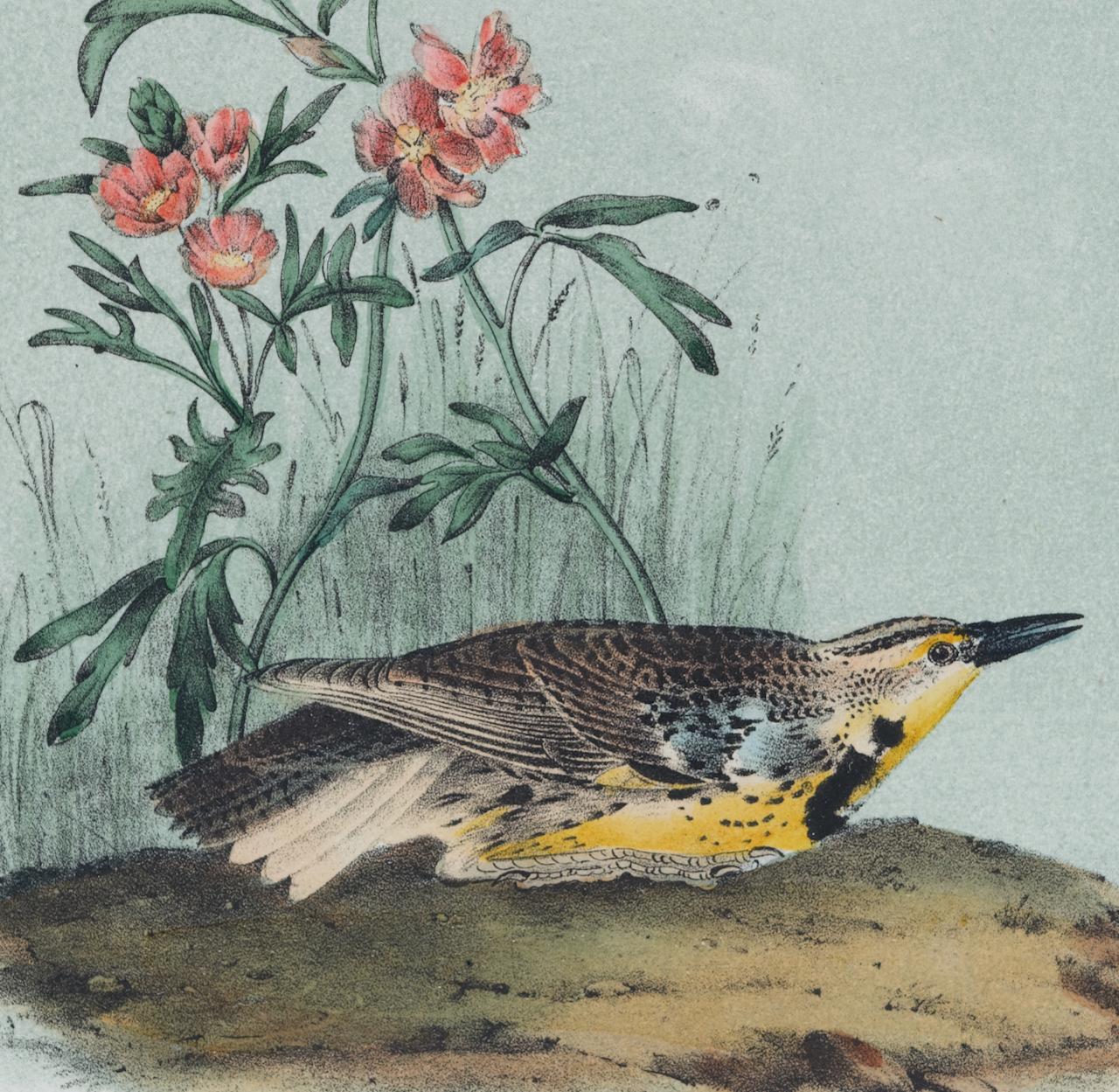 Missouri Meadow Lark: An Original 19th C. Audubon Hand-colored Bird Lithograph  - Naturalistic Print by John James Audubon