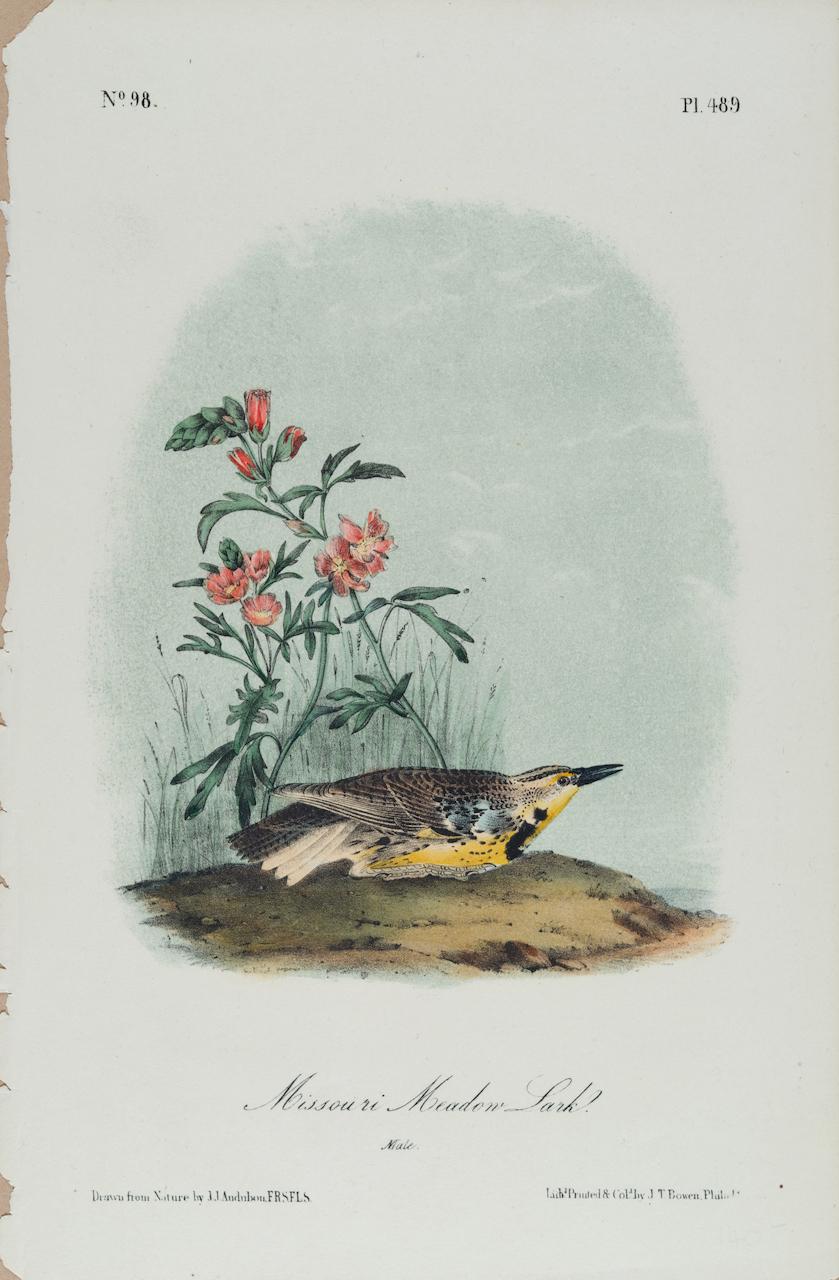 John James Audubon Landscape Print – Missouri Meadow Lark: Eine handkolorierte Vogellithographie von Audubon aus dem 19. Jahrhundert 