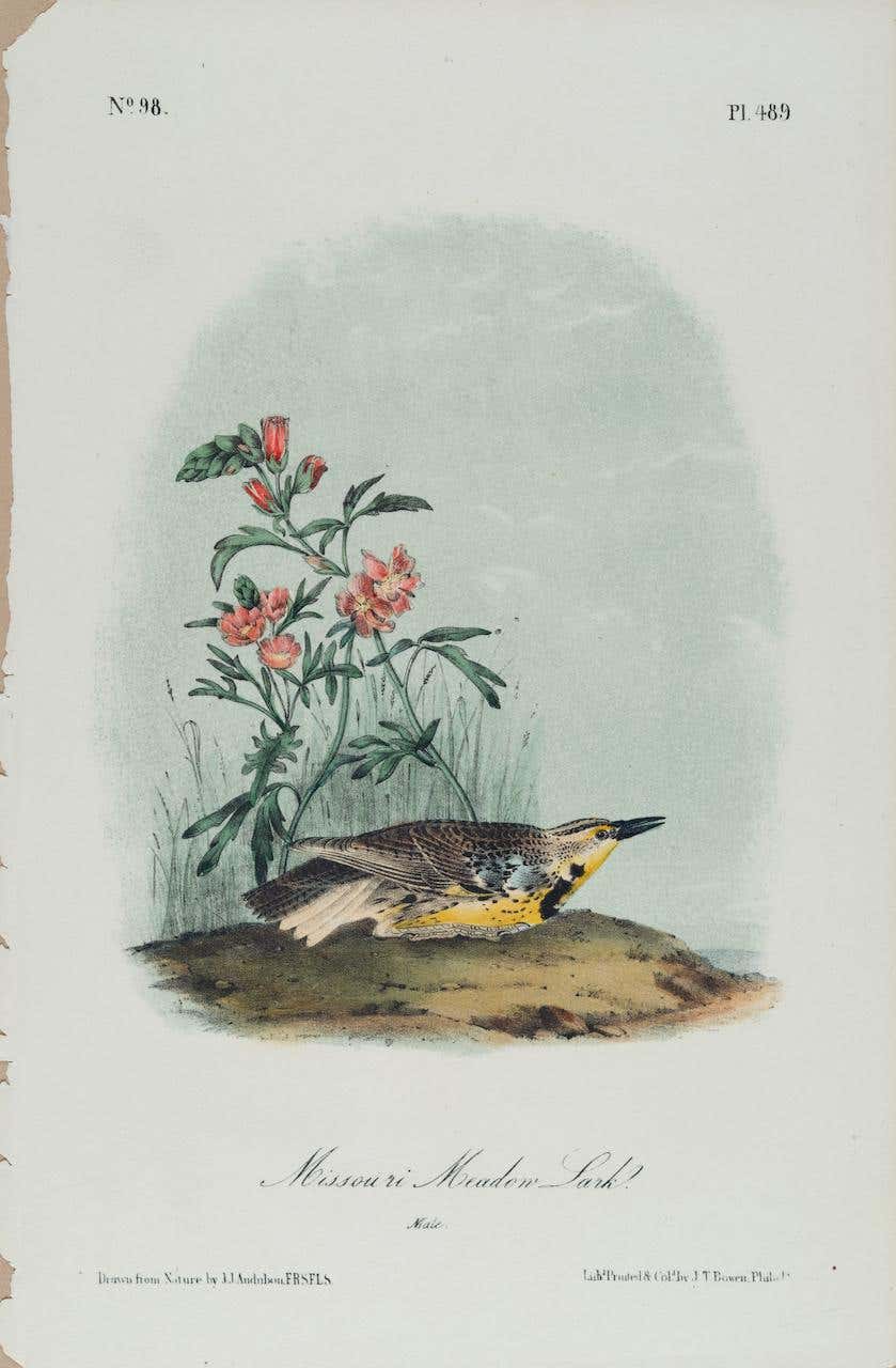 John James Audubon - Louisiana Heron: An Original 19th C. Audubon Hand ...