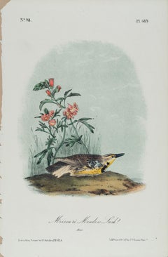 Lark Missouri Meadow Lark : une lithographie originale d'oiseau Audubon du 19e siècle colorée à la main 