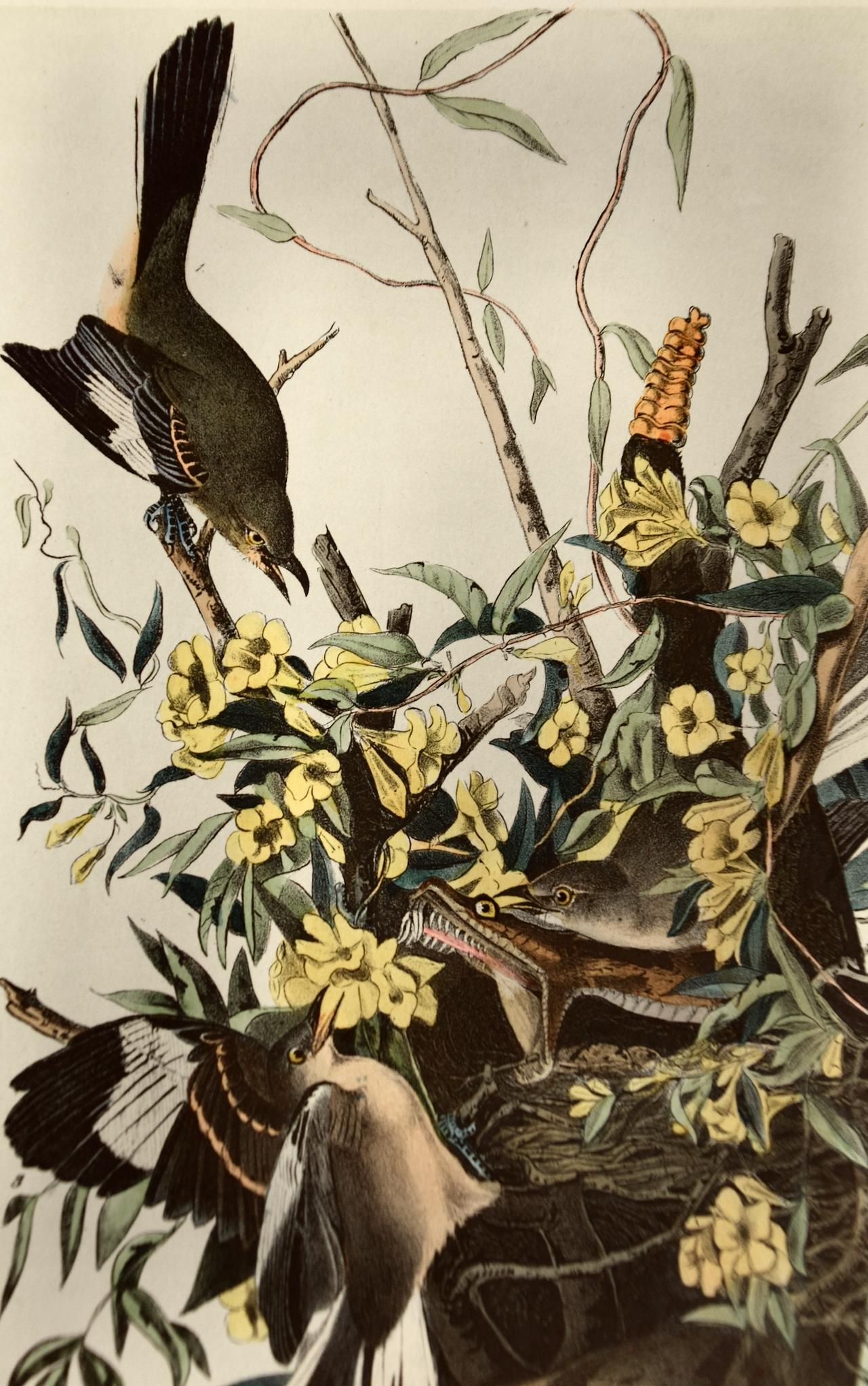 « Mocking Bird », une lithographie originale d'Audubon en édition octogonale colorée à la main  - Print de John James Audubon
