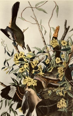 "Mocking Bird", An Original Audubon Hand-colored Octavo Edition Lithograph
