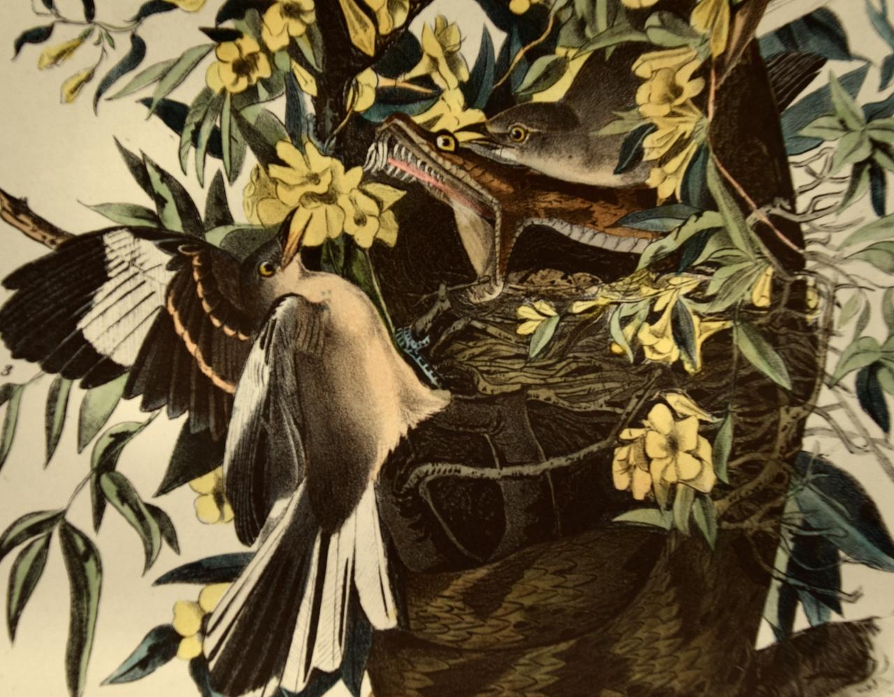 « Mocking Bird », une lithographie originale d'Audubon en édition octogonale colorée à la main  - Naturalisme Print par John James Audubon