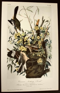 "Mocking Bird", An Original Audubon Hand-colored Octavo Edition Lithograph 
