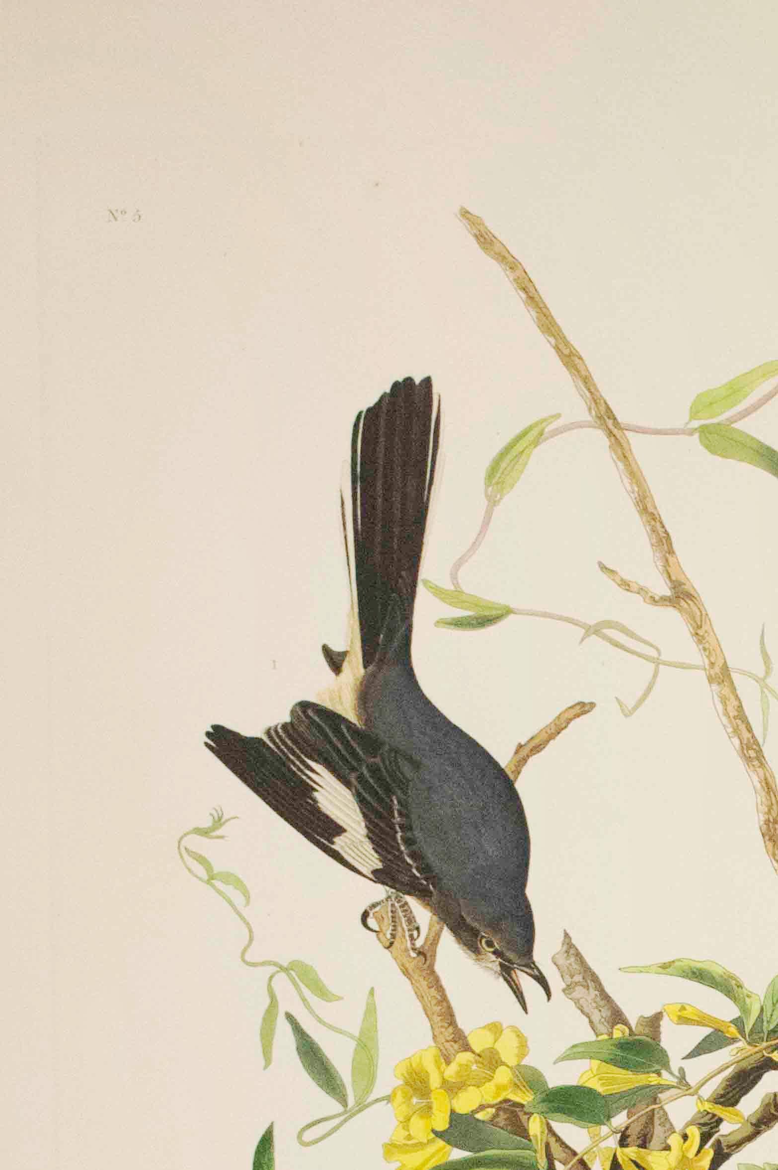 Mocking Bird, Édition Pl. 21 - Print de After John James Audubon