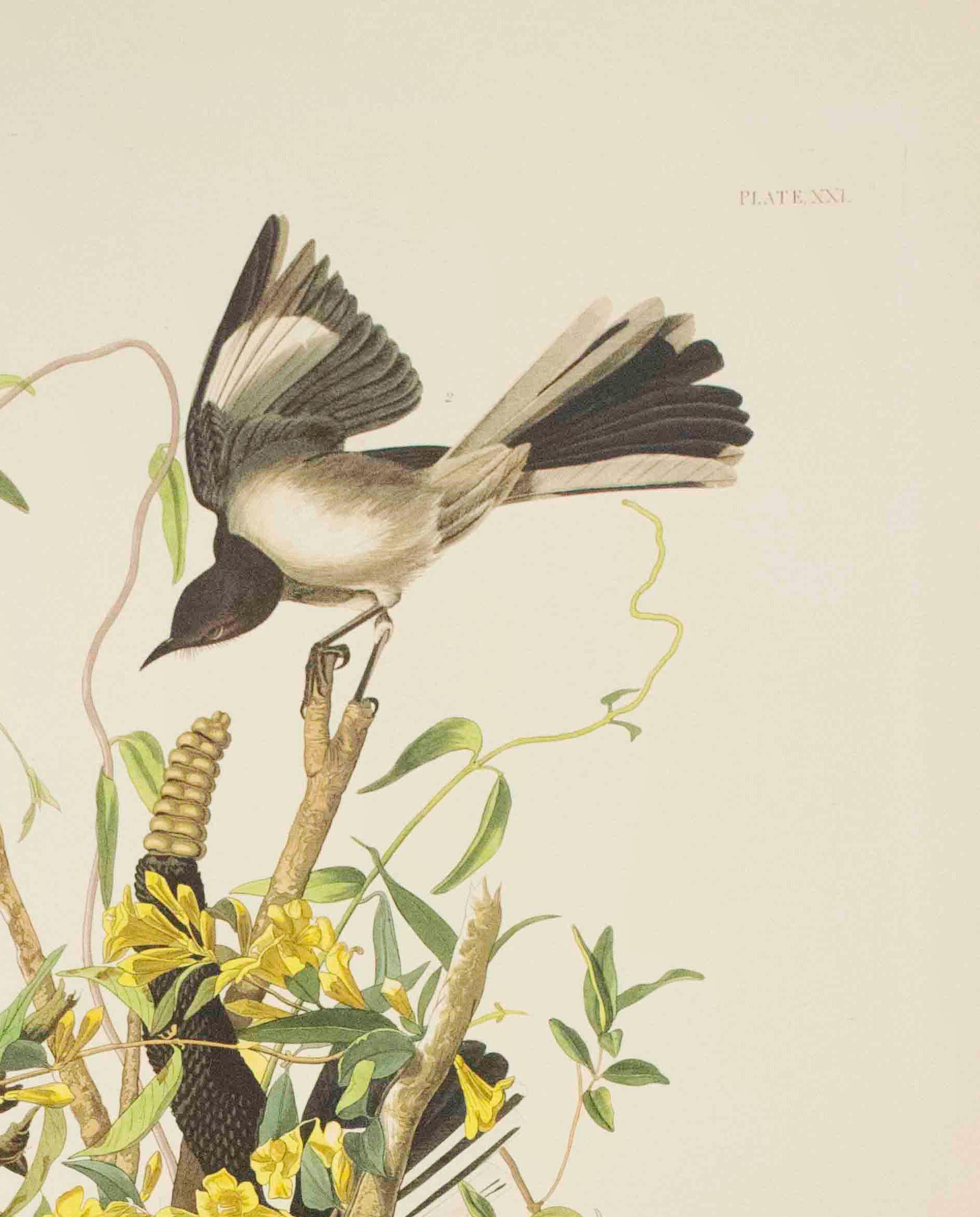 Mocking Bird, Édition Pl. 21 - Naturalisme Print par After John James Audubon