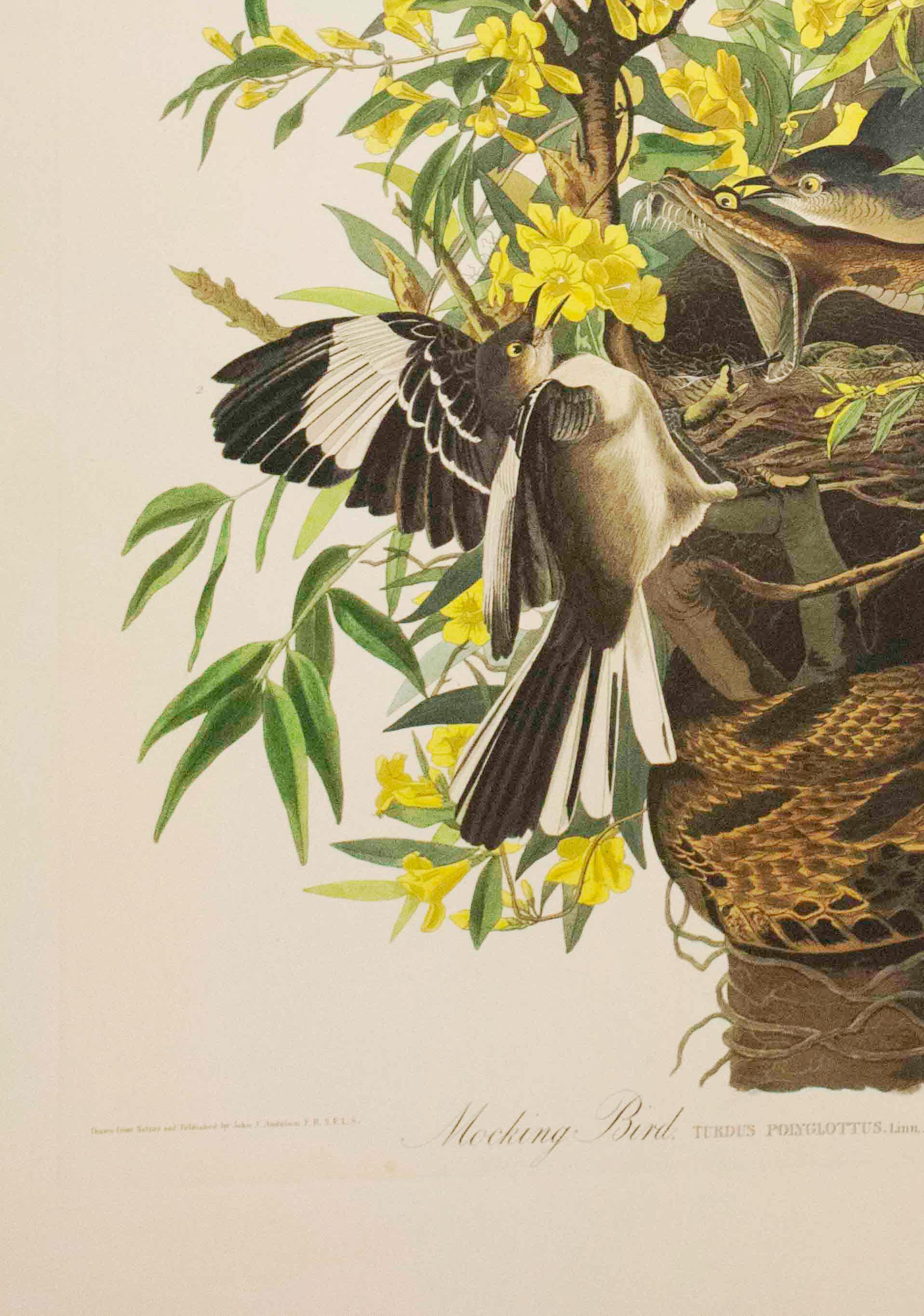 Mocking Bird, Édition Pl. 21 - Beige Print par After John James Audubon