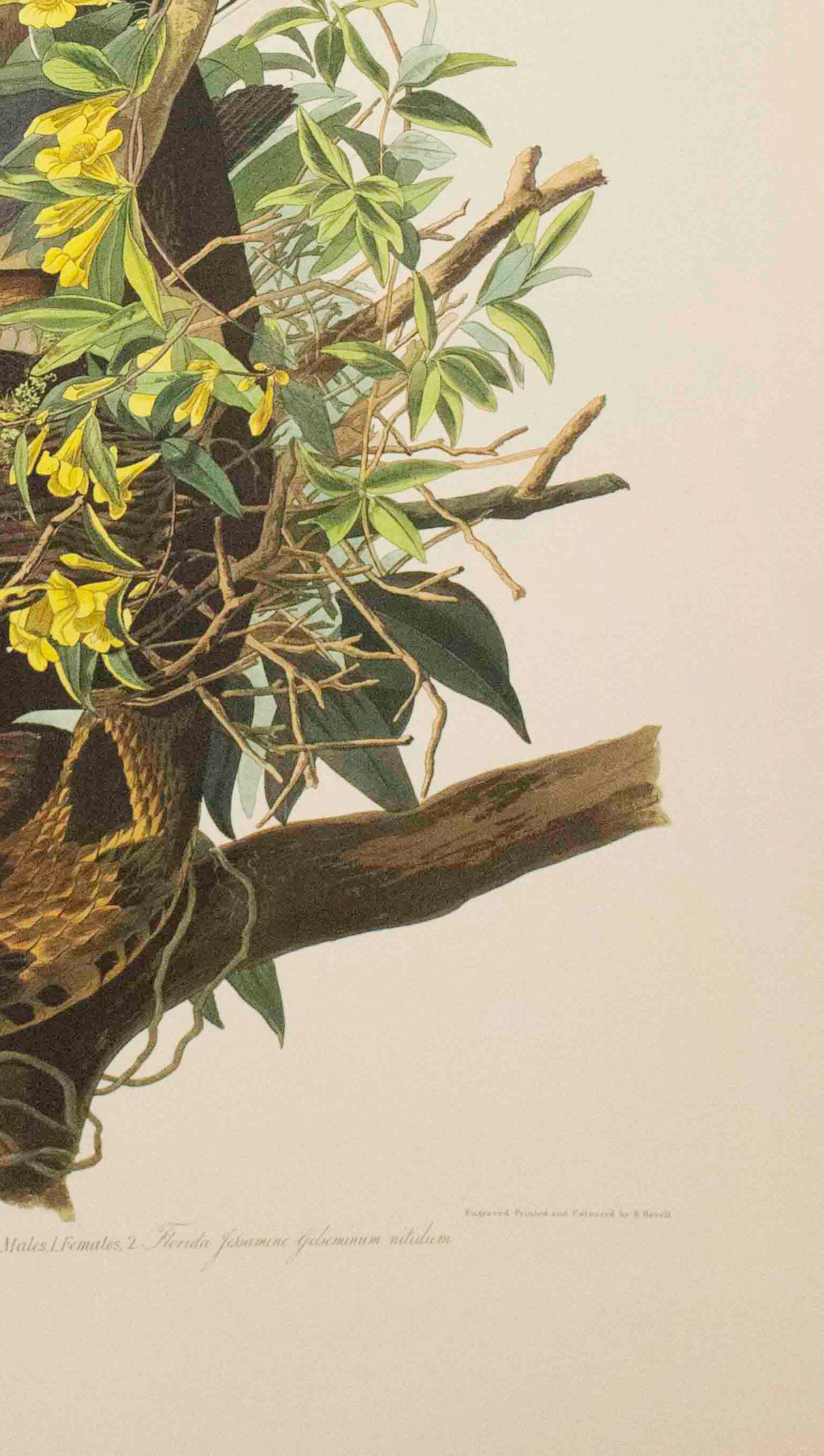 Cette pièce est une lithographie tirée d'un portfolio des cinquante meilleures aquarelles d'Audubon publié par Joel Oppenheimer et le Field Museum en 1999. Cette collection comprend cinquante des meilleures aquarelles d'oiseaux de John James Audubon