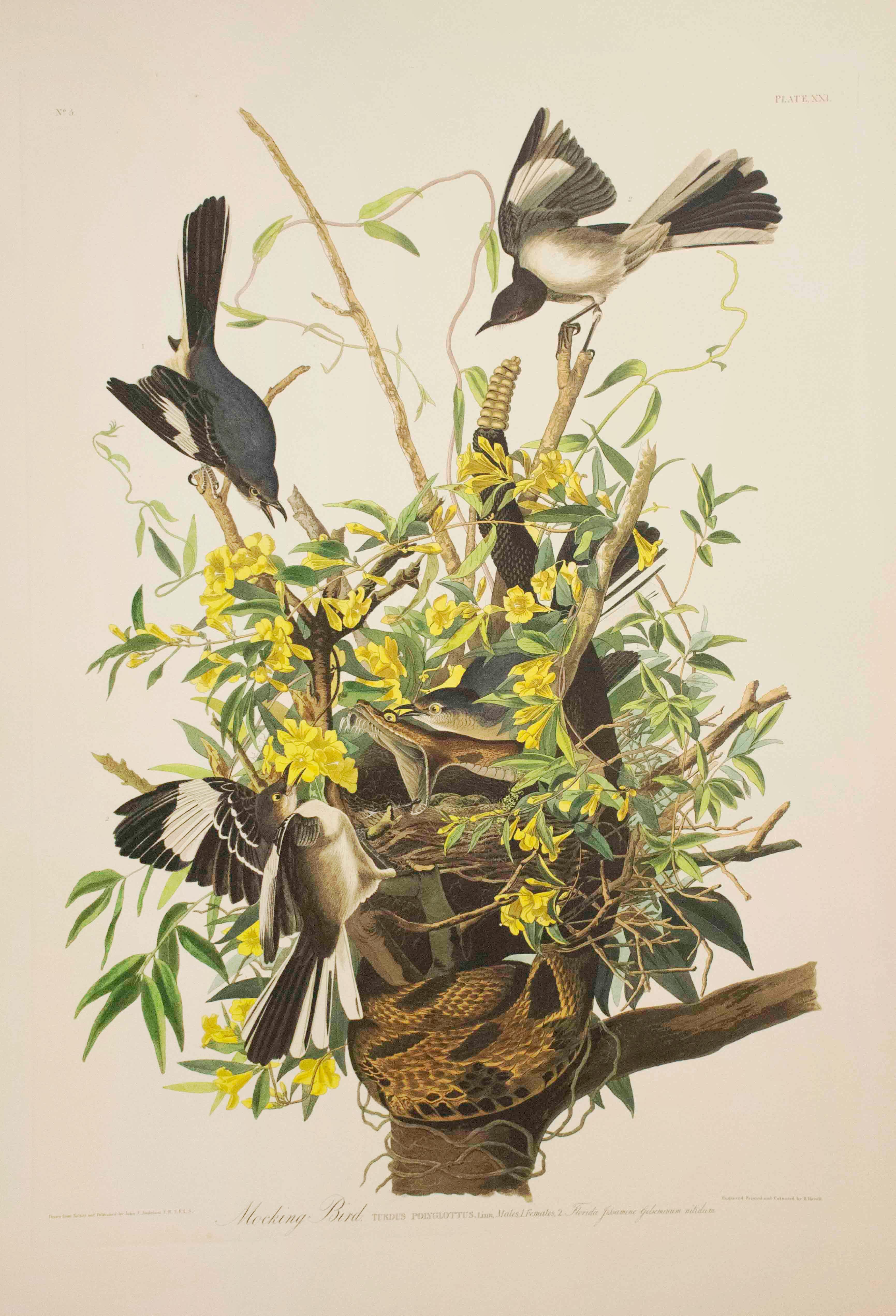 Print After John James Audubon - Mocking Bird, Édition Pl. 21