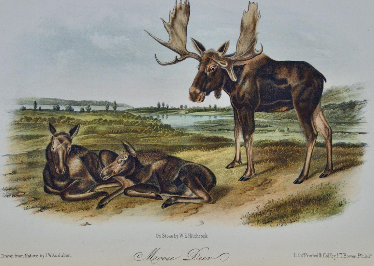 „Moose Hirsch“, eine handkolorierte, quadratische Lithographie von Audubon aus dem 19. Jahrhundert  – Print von John James Audubon