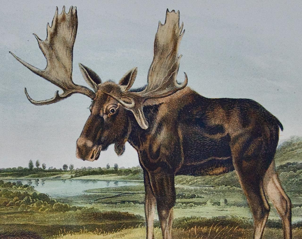 „Moose Hirsch“, eine handkolorierte, quadratische Lithographie von Audubon aus dem 19. Jahrhundert  (Grau), Animal Print, von John James Audubon