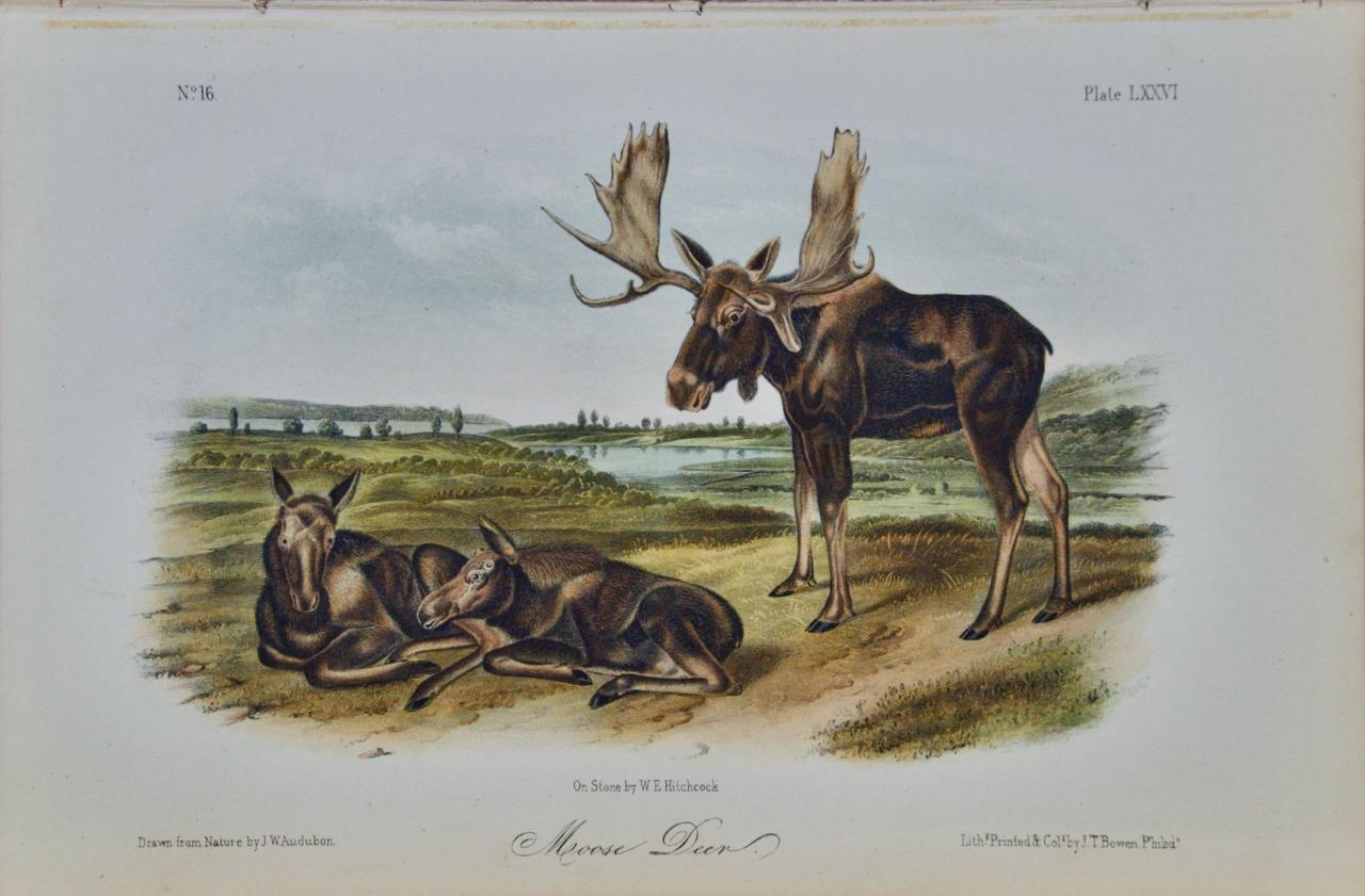 Animal Print John James Audubon - "Moose Deer", une lithographie quadrillée originale d'Audubon du 19e siècle colorée à la main 