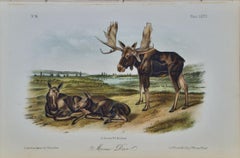 "Moose Deer", an Original 19th C. Audubon Hand-colored Quadruped Lithograph 