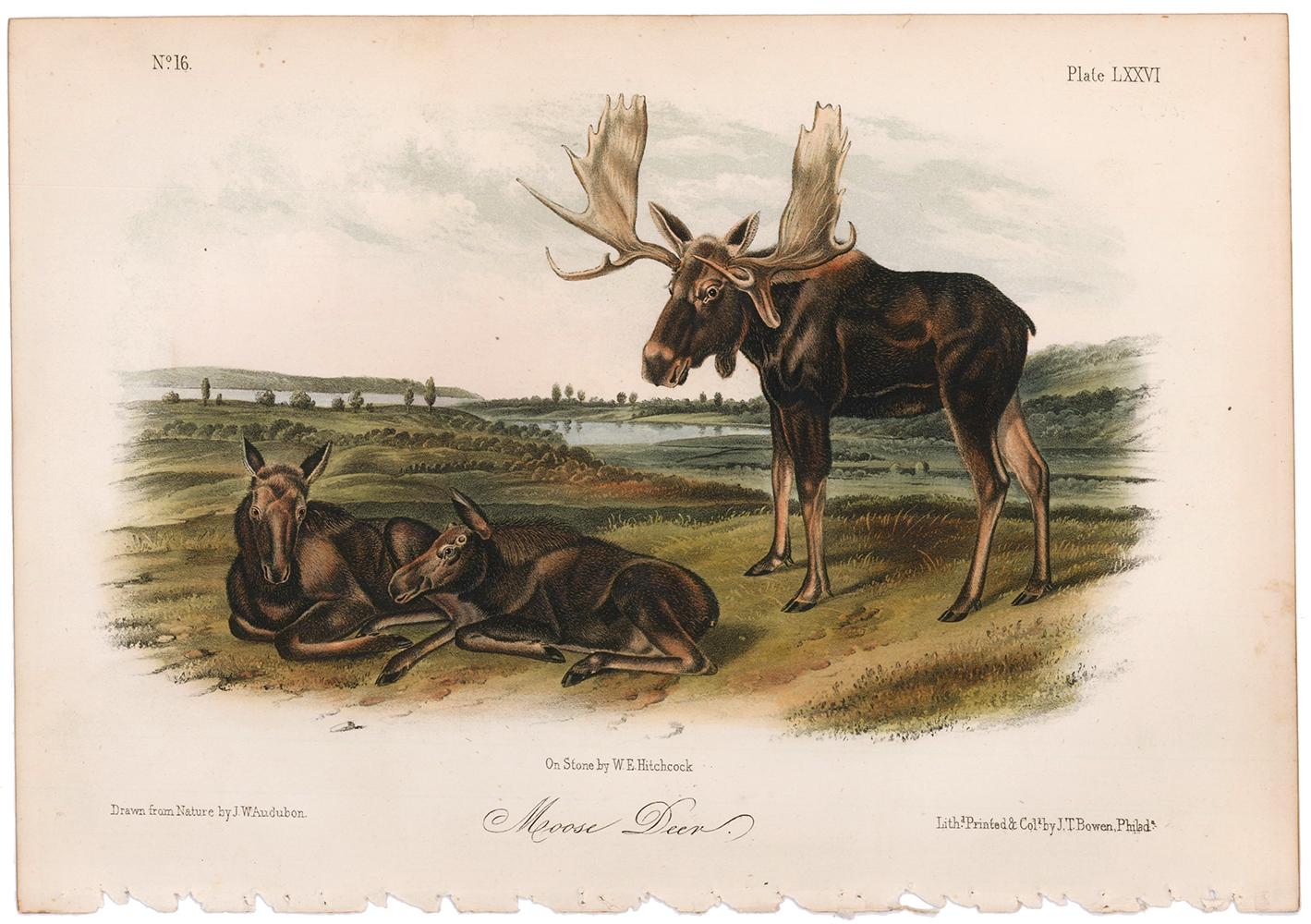 John James Audubon Moose Deer By Audubon For Sale At 1stdibs