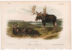 Moose Deer by Audubon