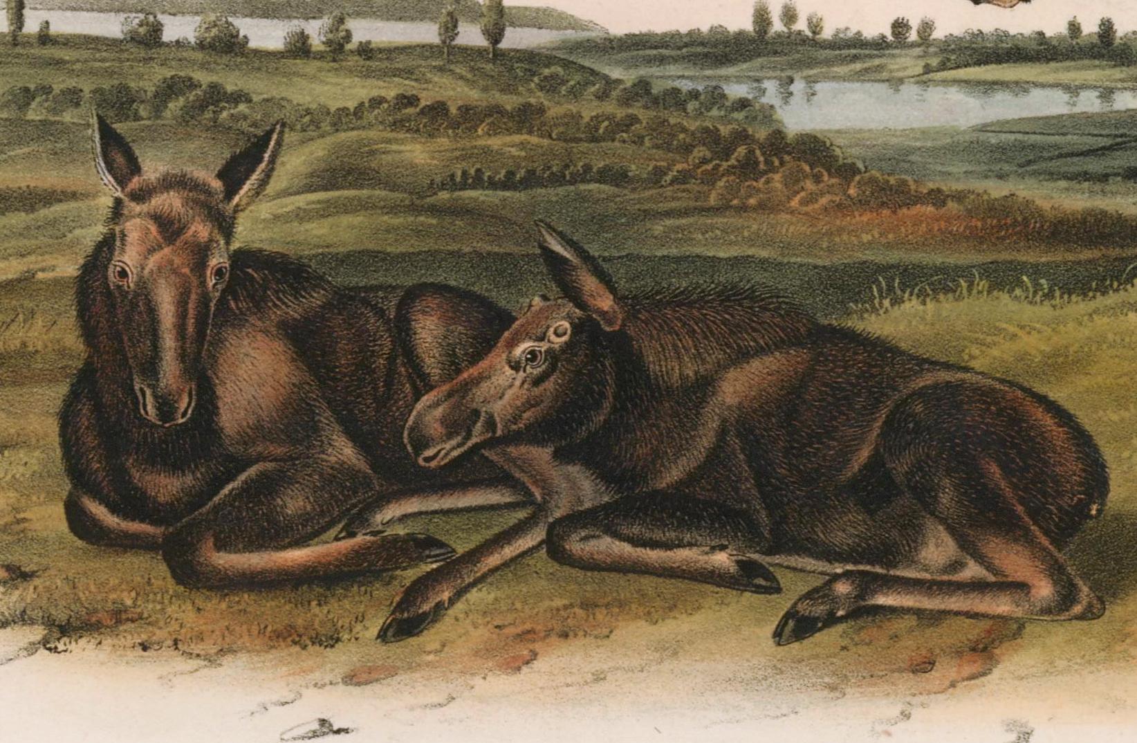 Moose Deer by Audubon - Beige Animal Print by John James Audubon