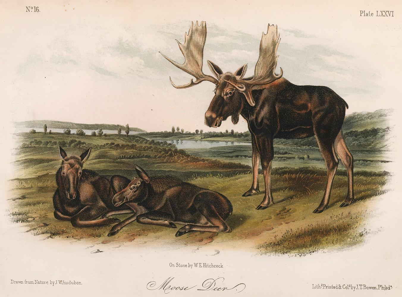 John James Audubon Animal Print - Moose Deer by Audubon