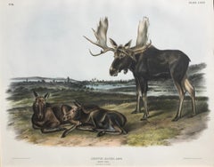 MOOSE DEER - Large Folio "The Viviparous Quadrupeds of North America" Pl. 76