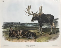 Antique MOOSE DEER - Large Folio "The Viviparous Quadrupeds of North America" Pl. 76 