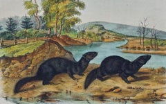 "Mountain Brook Mink" an Audubon Hand Colored by J.T. Bowen Lithograph