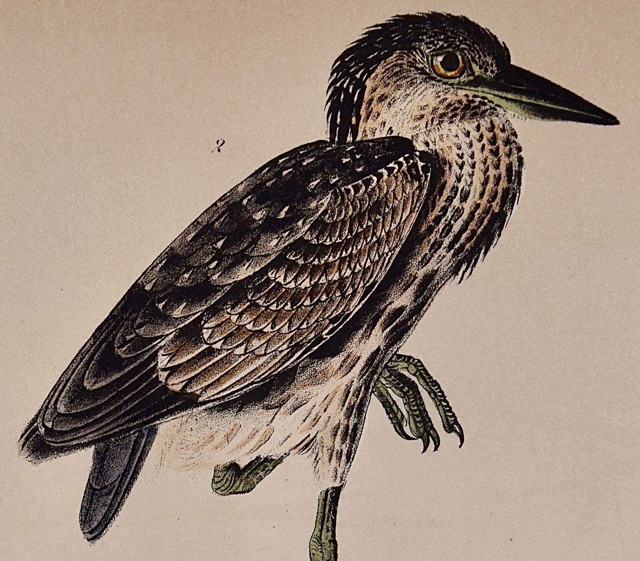 Night Heron Birds : une lithographie originale d'Audubon du 19e siècle colorée à la main - Marron Landscape Print par John James Audubon