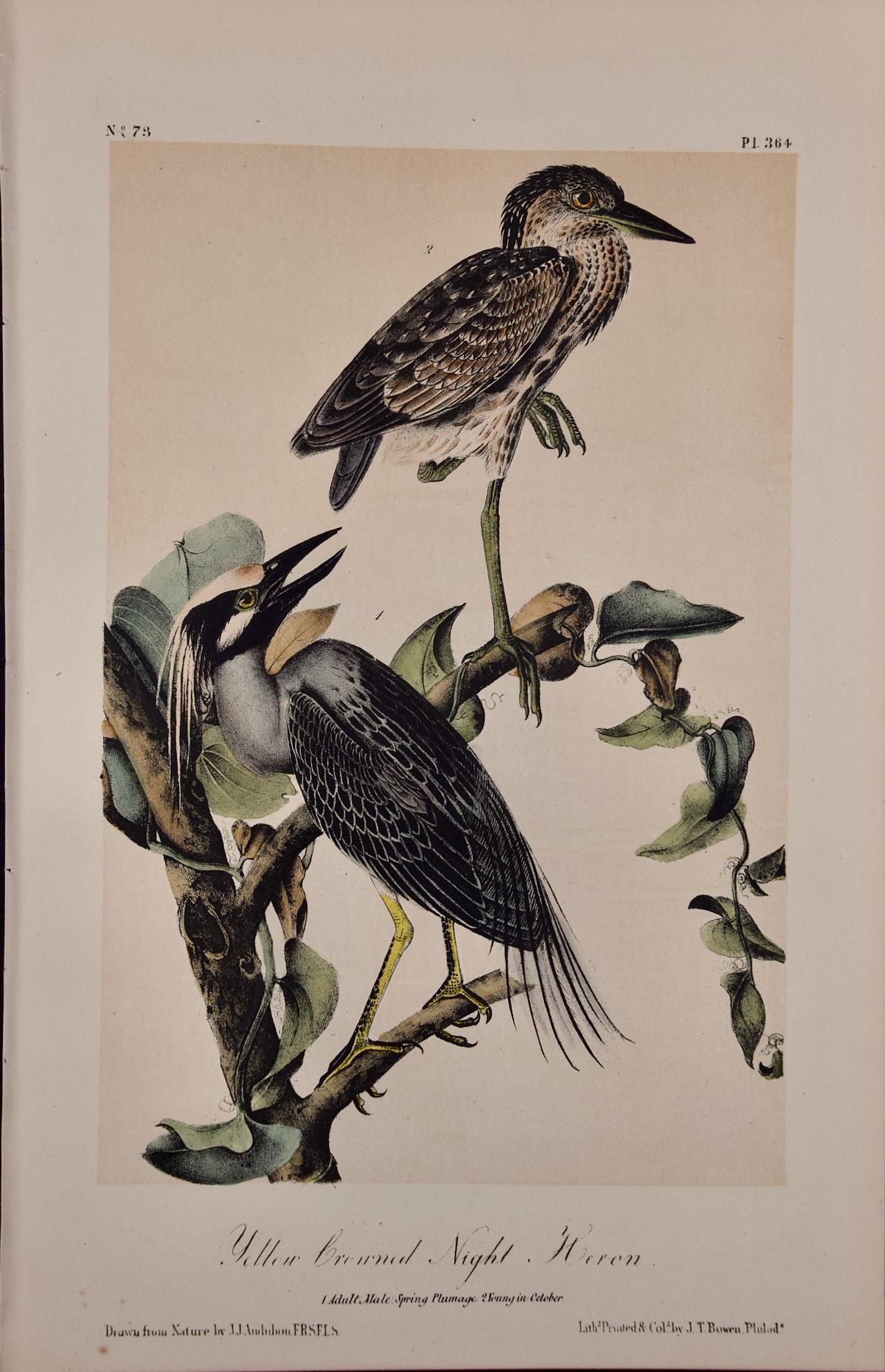 Night Heron Birds : une lithographie originale d'Audubon du 19e siècle colorée à la main