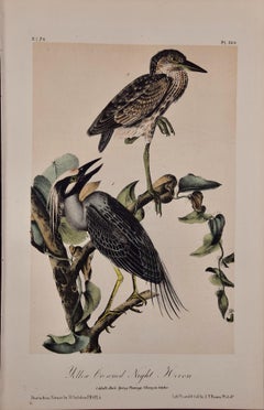 Night Heron Birds: An Original 19th C. Audubon Hand-colored Bird Lithograph
