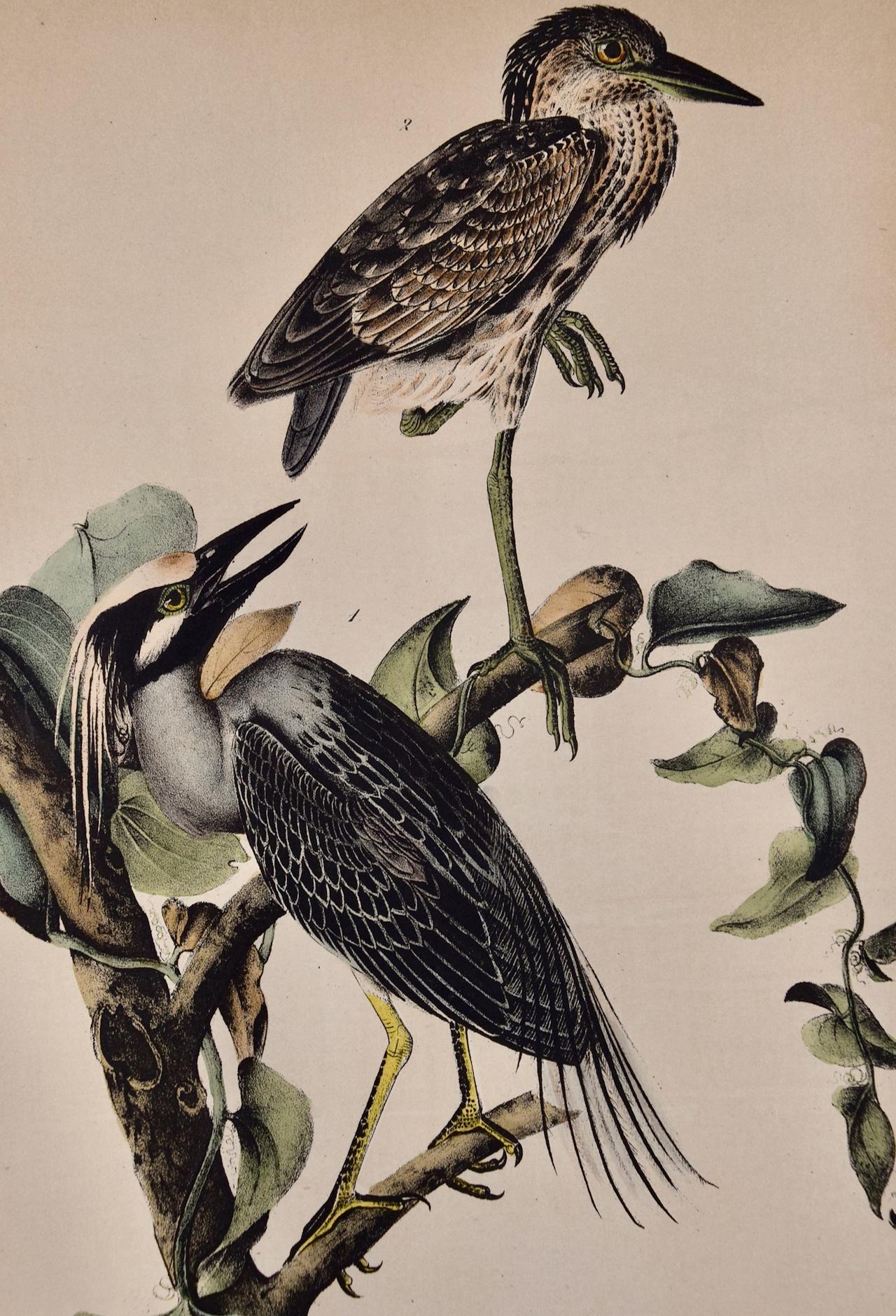 Night Heron Birds : une lithographie originale d'Audubon du 19e siècle colorée à la main - Print de John James Audubon