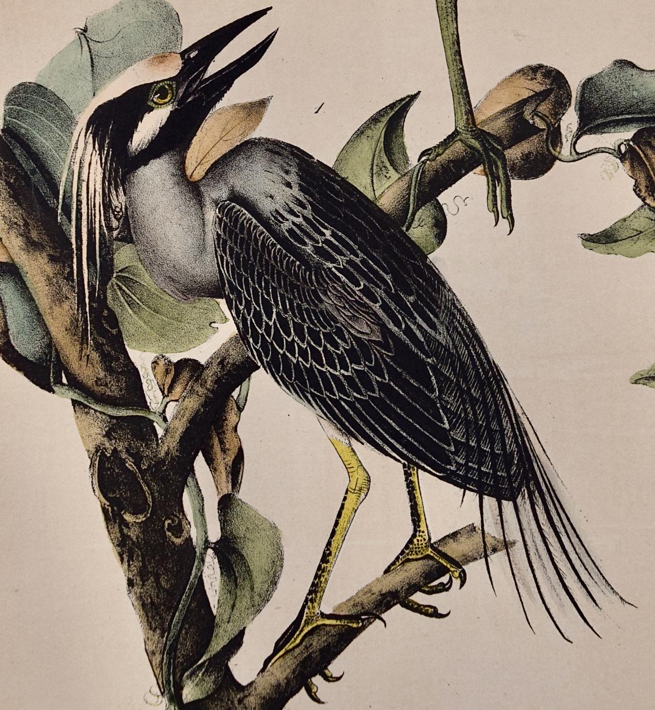 Night Heron Birds : une lithographie originale d'Audubon du 19e siècle colorée à la main - Naturalisme Print par John James Audubon