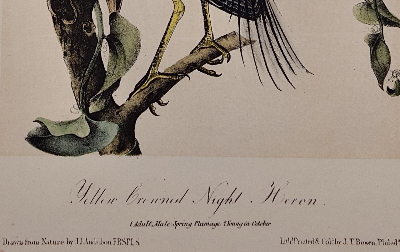 Il s'agit d'une lithographie originale en couleurs de John James Audubon intitulée 