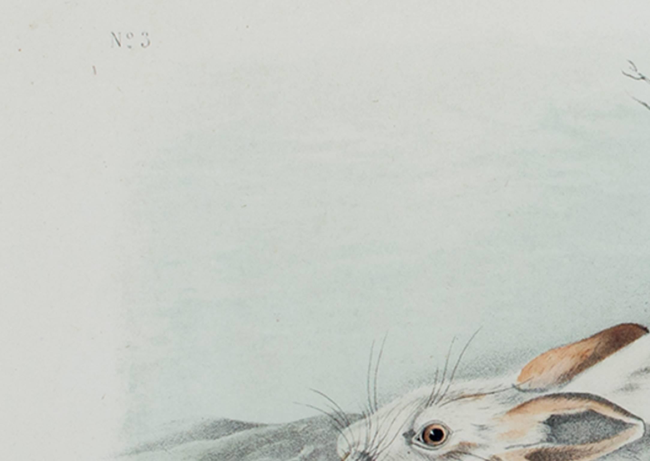 Farblithographie der Tierwelt des 19. Jahrhunderts, Hare-Tierdruck im Angebot 1