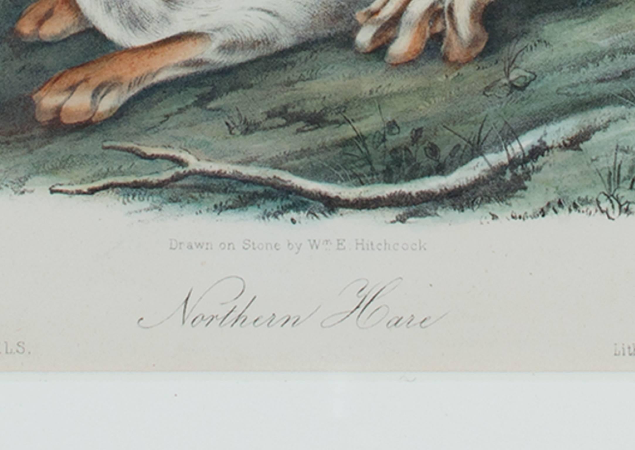 Farblithographie der Tierwelt des 19. Jahrhunderts, Hare-Tierdruck (Sonstige Kunststile), Print, von John James Audubon