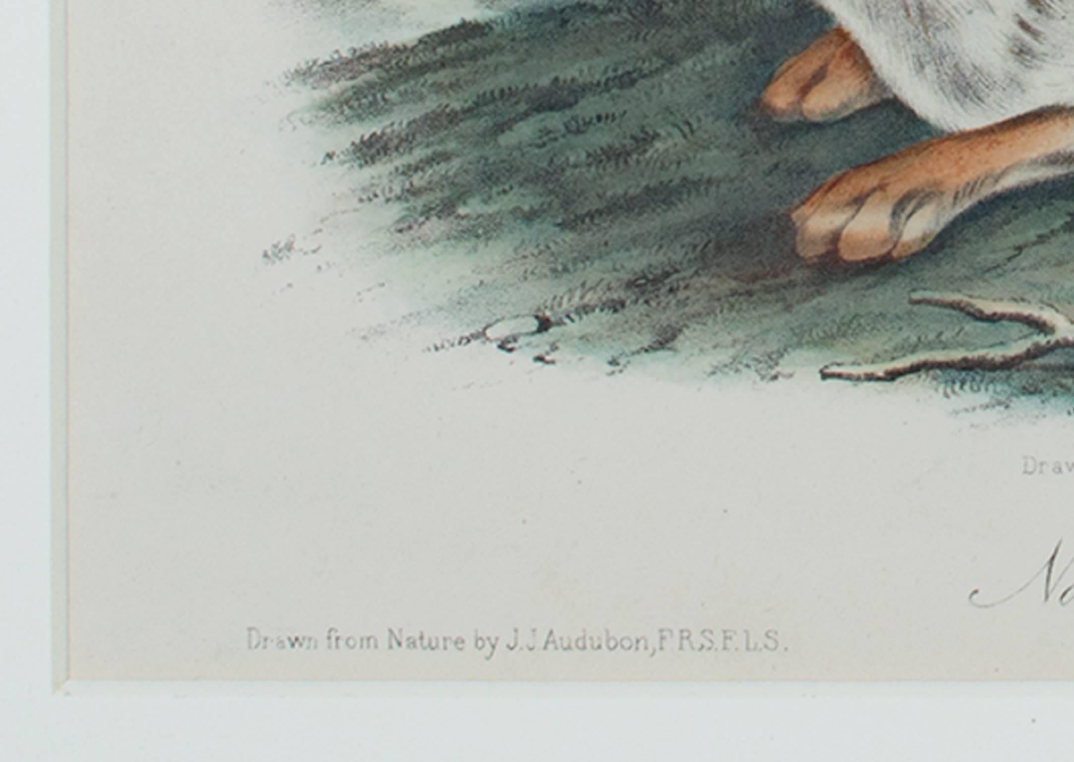 19th century color lithograph hare animal print wildlife - Print by John James Audubon