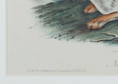 19th century color lithograph hare animal print wildlife
