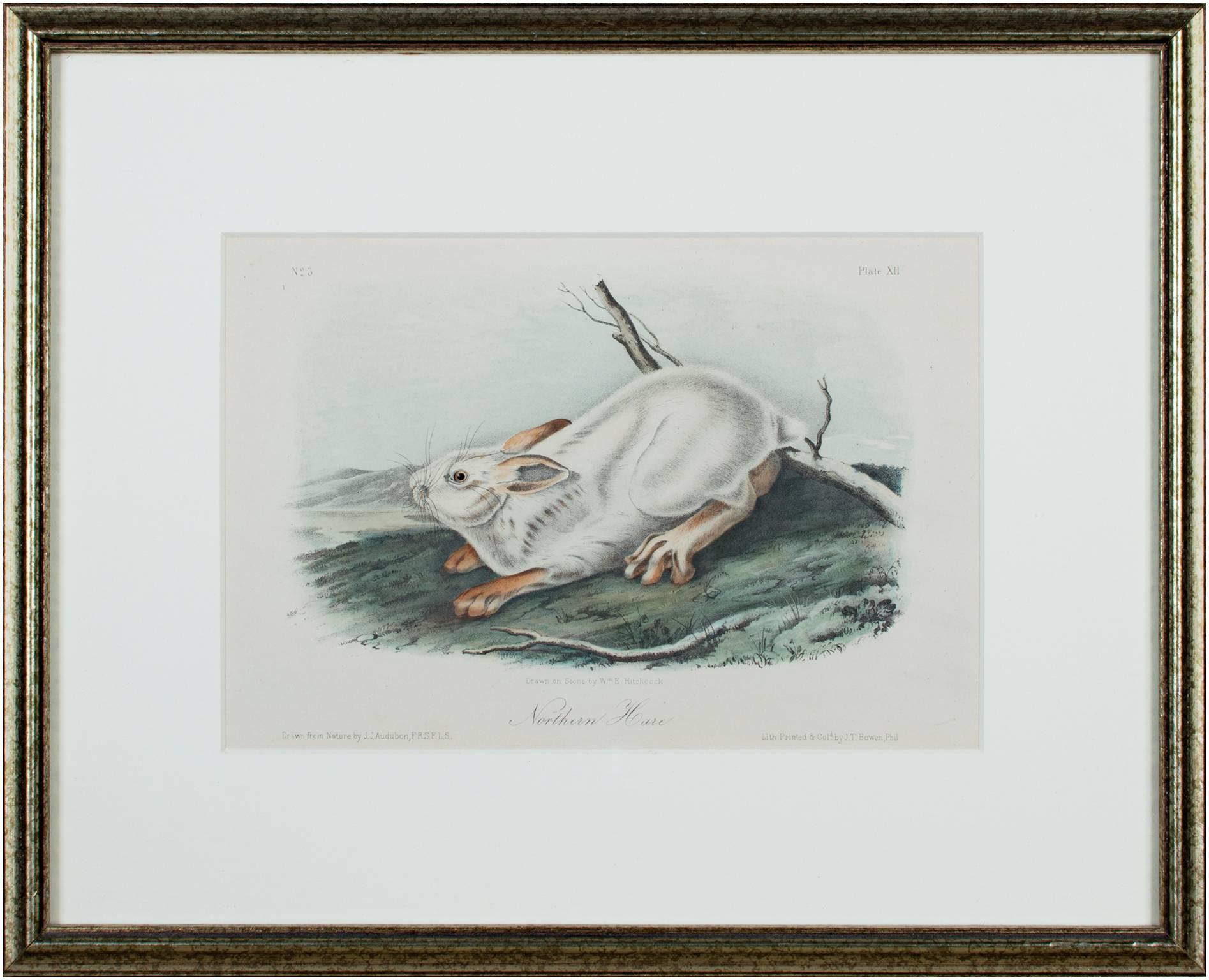 19th century color lithograph hare animal print wildlife - Gray Animal Print by John James Audubon