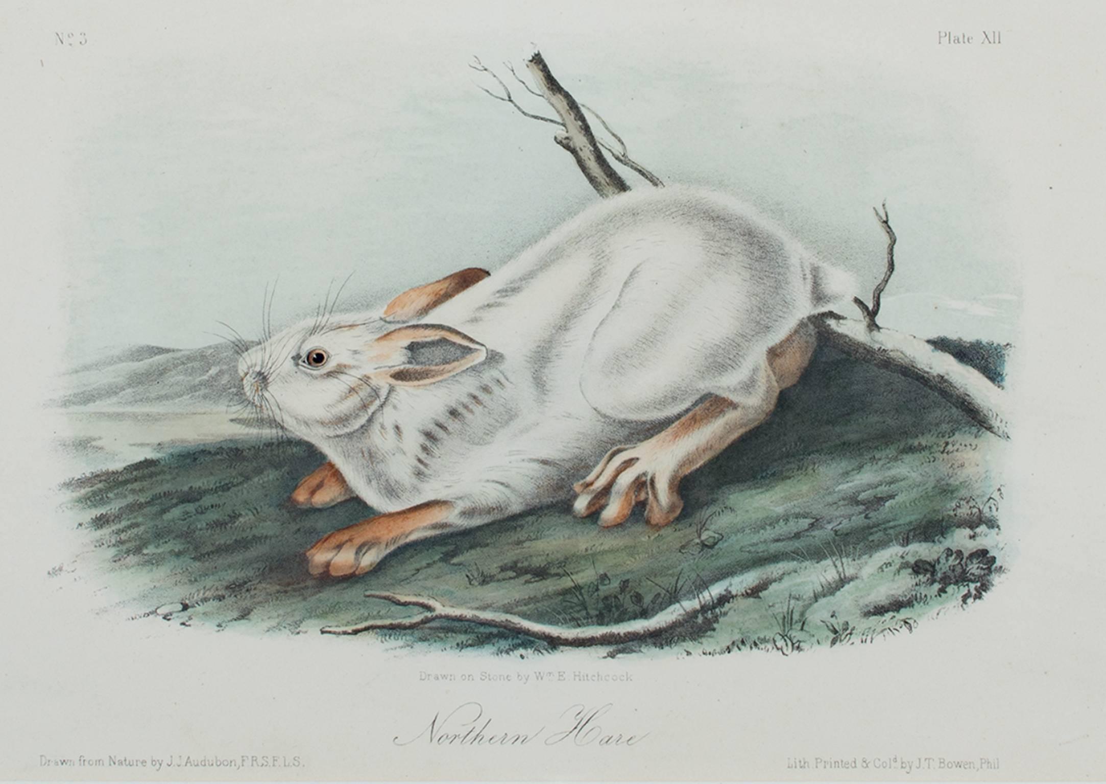 "Lièvre du Nord" est une lithographie originale en couleurs de John James Audubon. Cette pièce représente un lapin blanc dans un paysage vert et frais. 

5 3/4" x 7 3/4" art
cadre de 11 7/8" x 15 3/4"

John James Audubon est né en Haïti en 1785. Il