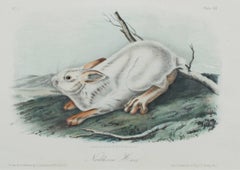 "Northern Hare", Lithographie originale en couleur de John James Audubon