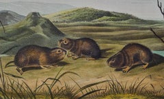 „Northern Meadow Mouse“ von J.T., handkoloriert von J.T. Bowen Lithographie