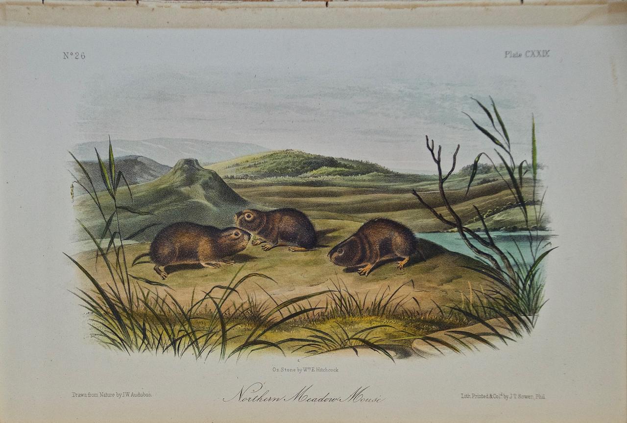 John James Audubon Animal Print - "Northern Meadow Mouse" an Audubon Hand Colored by J.T. Bowen Lithograph