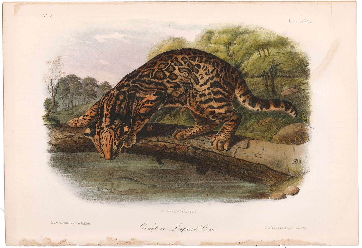 Ocelot by Audubon - Print by John James Audubon