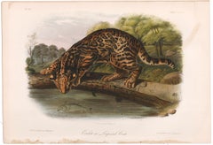 Ocelot by Audubon