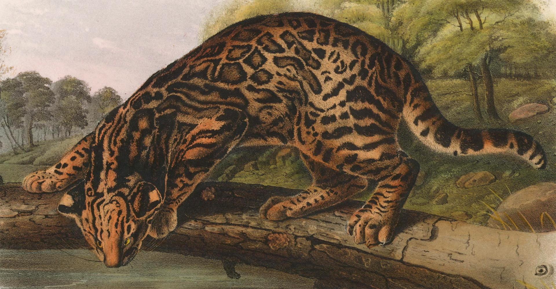 Ocelot von Audubon (Beige), Animal Print, von John James Audubon