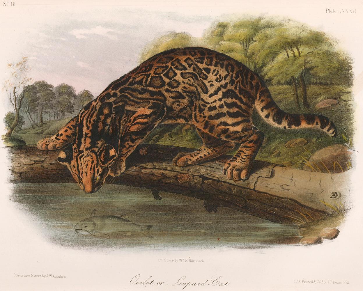 Animal Print John James Audubon - Ocelot d'Audubon