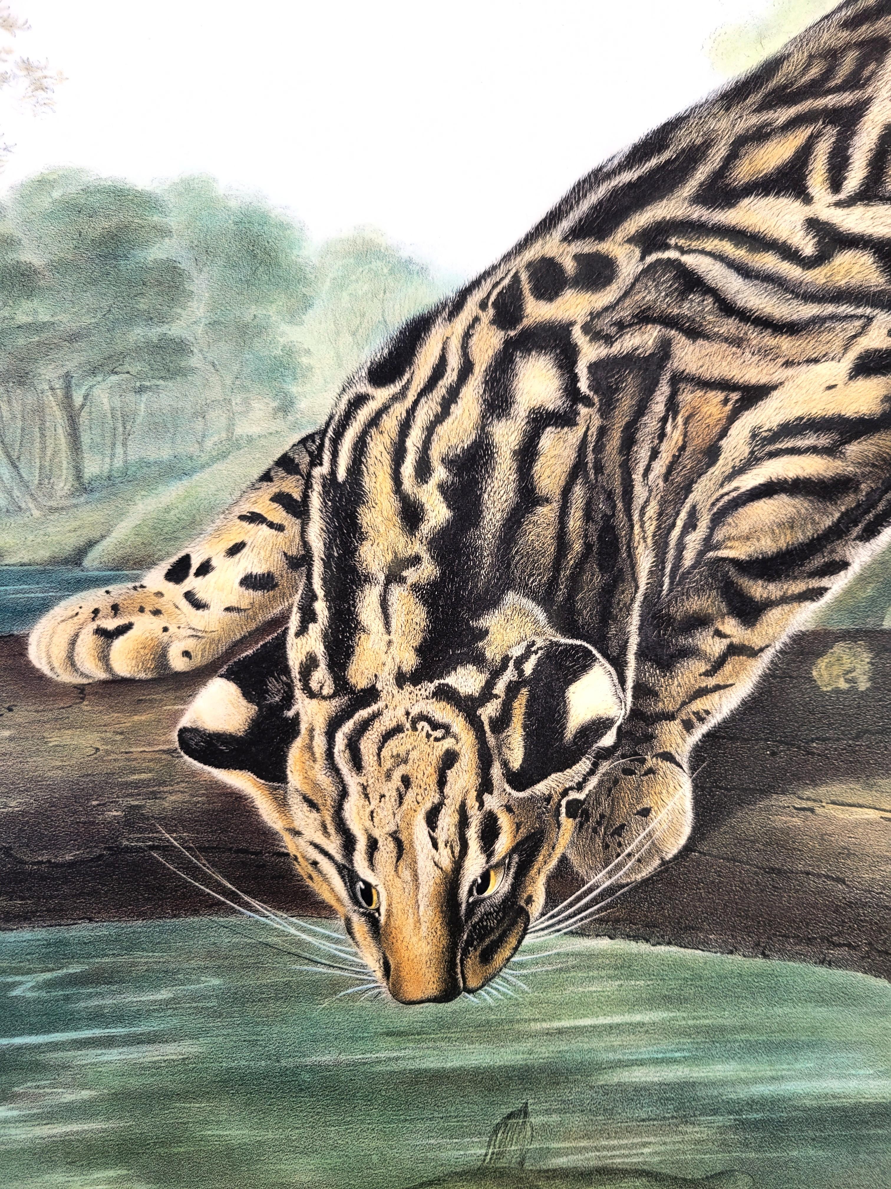 Ocelot, or Leopard-Cat /// John James Audubon Quadruped Big Wild Cat Animal Art en vente 11